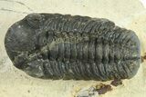 Bargain, Austerops Trilobite - Ofaten, Morocco #287290-1